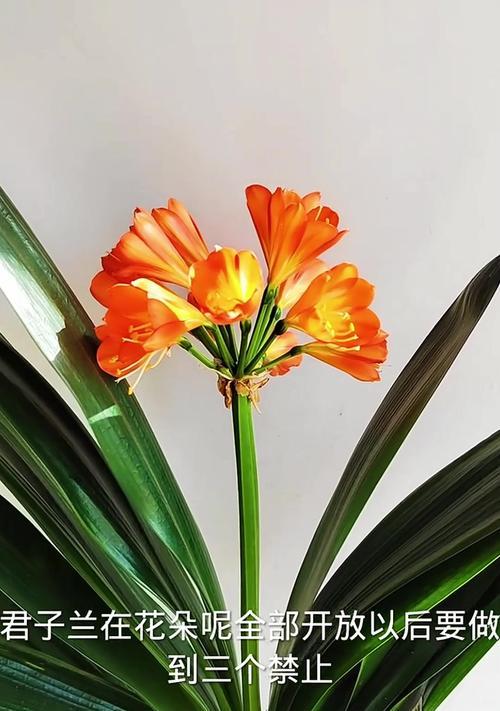 君子兰花的花期及养护技巧（掌握花期，享受绽放之美）-第2张图片-绿意生活