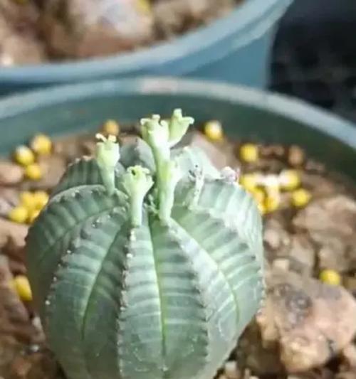 多肉球类植物养护指南（培养多肉球类植物的技巧与注意事项）-第2张图片-绿意生活