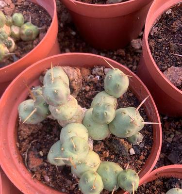 多肉球类植物养护指南（培养多肉球类植物的技巧与注意事项）-第1张图片-绿意生活