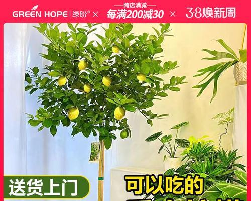 柠檬苗盆栽养护指南（打造绿意盎然的柠檬盆栽，享受自家水果的乐趣）-第1张图片-绿意生活