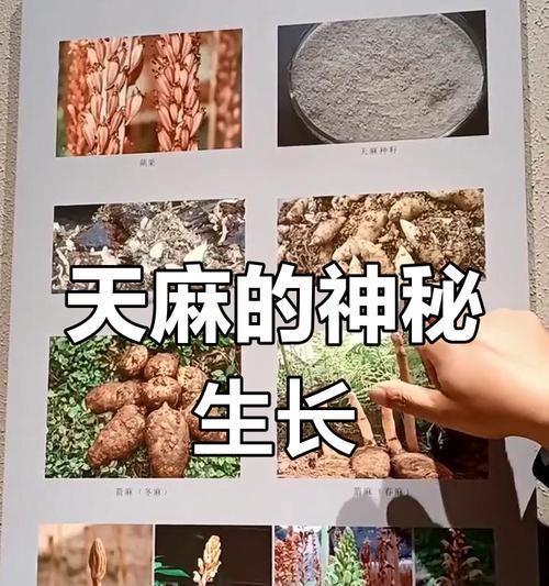 天麻的生长条件与特点（探究天麻生存的必要条件和独特特点，感受其独特魅力）-第3张图片-绿意生活