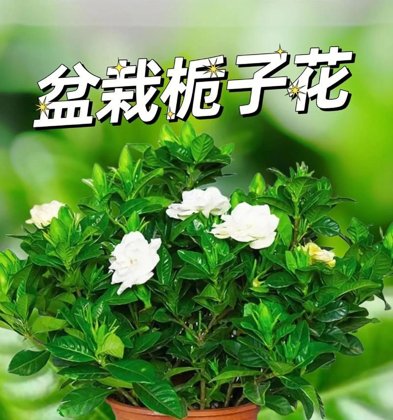 栀子花的养护指南（打造健康美丽的栀子花园）-第1张图片-绿意生活