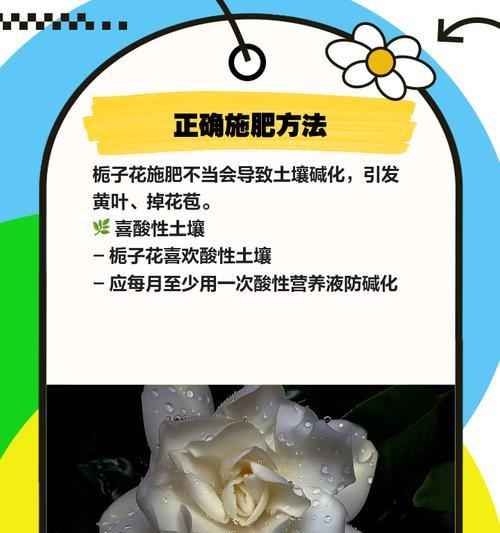 栀子花的养护指南（打造健康美丽的栀子花园）-第2张图片-绿意生活