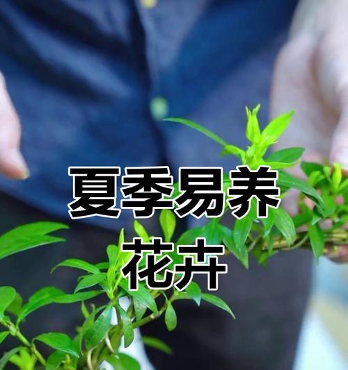 栀子花的养护指南（打造健康美丽的栀子花园）-第3张图片-绿意生活