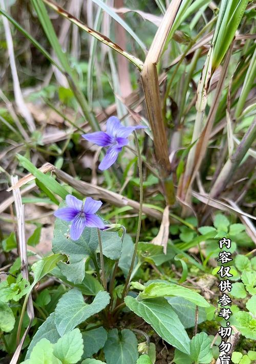 草头是什么？草头的别名、特征和用途详解（认识草头，了解这个神奇的植物）-第2张图片-绿意生活