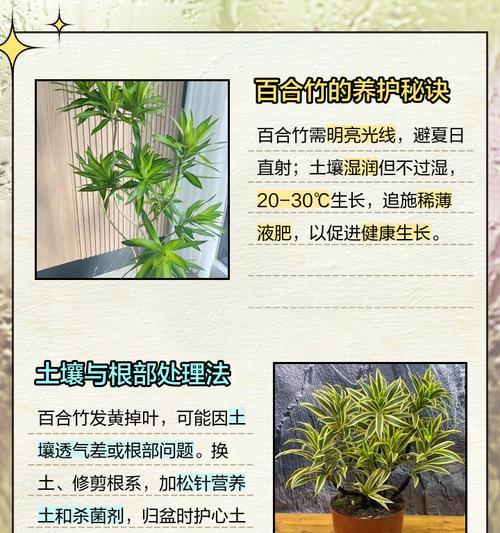 百合为何不长高掉叶子？（揭秘百合生长的奥秘与不易）-第2张图片-绿意生活
