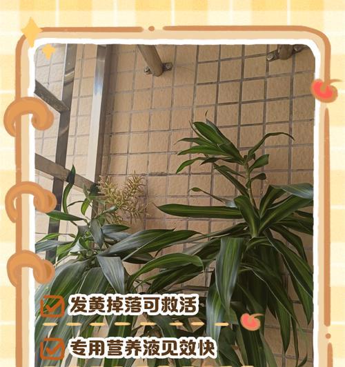 百合为何不长高掉叶子？（揭秘百合生长的奥秘与不易）-第1张图片-绿意生活