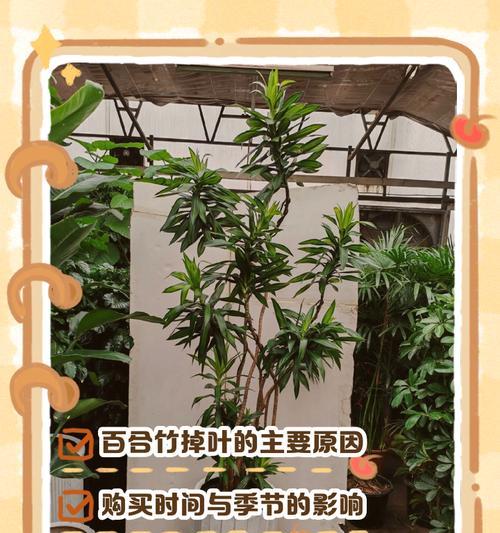 百合为何不长高掉叶子？（揭秘百合生长的奥秘与不易）-第3张图片-绿意生活