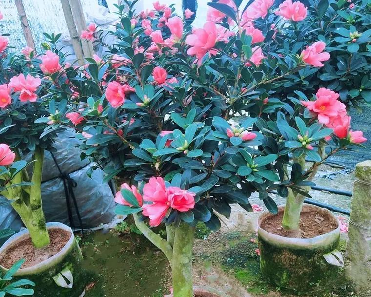四季杜鹃花开过后的处理方法（保养技巧和适当修剪，延续杜鹃花美丽之旅）-第2张图片-绿意生活