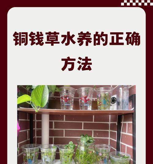 解决铜钱草偏黄问题的方法（针对铜钱草偏黄的养护技巧和修复措施）-第2张图片-绿意生活