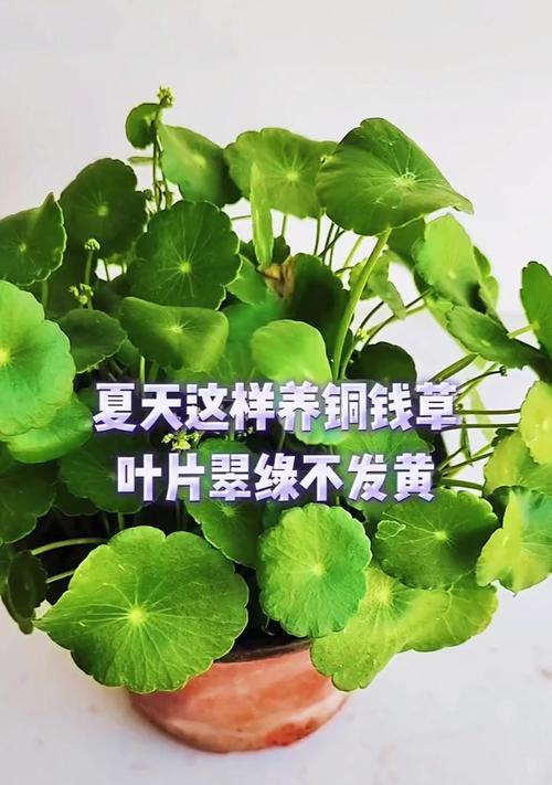 解决铜钱草偏黄问题的方法（针对铜钱草偏黄的养护技巧和修复措施）-第1张图片-绿意生活