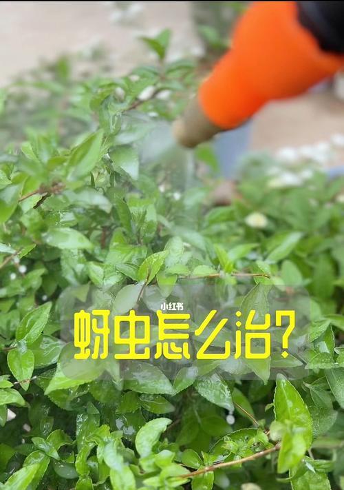 土办法祛除花上的蚜虫（家庭绿植保护的一些经验和技巧）-第1张图片-绿意生活