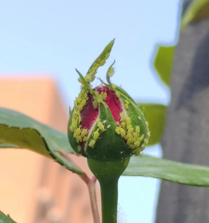 土办法祛除花上的蚜虫（家庭绿植保护的一些经验和技巧）-第3张图片-绿意生活