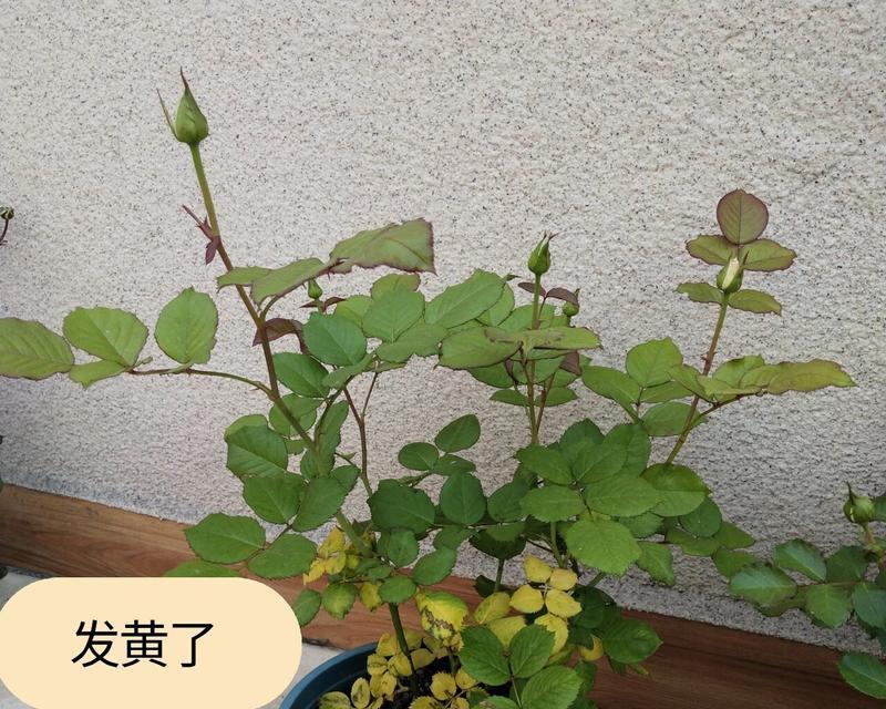 月季叶子干枯卷曲的原因及救治方法（探寻月季叶子干枯卷曲的根源，解决办法）-第1张图片-绿意生活