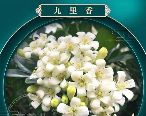 七里香开花的秘密（如何让七里香在家中绽放迷人花朵）-第1张图片-绿意生活