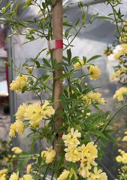 七里香开花的秘密（如何让七里香在家中绽放迷人花朵）-第2张图片-绿意生活