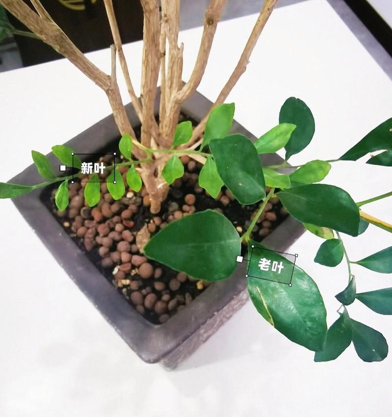 七里香开花的秘密（如何让七里香在家中绽放迷人花朵）-第3张图片-绿意生活