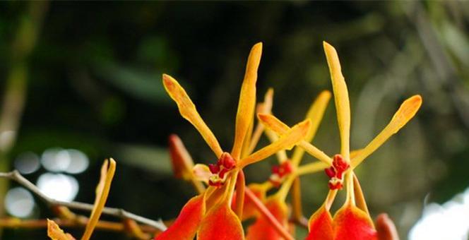 刺叶露子花养护指南（打造独特的室内花园，以刺叶露子花为主角）-第3张图片-绿意生活