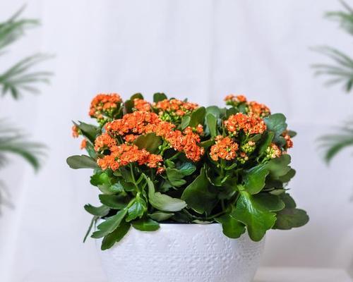 长寿花适合放在室内还是室外？（室内与室外放置场所比较，哪个更适合长寿花生长发展？）-第1张图片-绿意生活
