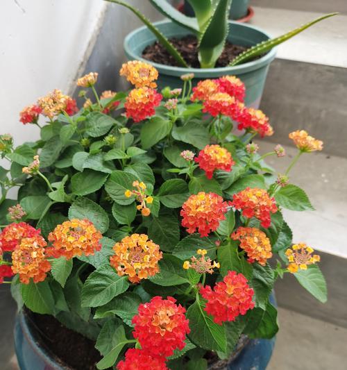 长寿花适合放在室内还是室外？（室内与室外放置场所比较，哪个更适合长寿花生长发展？）-第2张图片-绿意生活