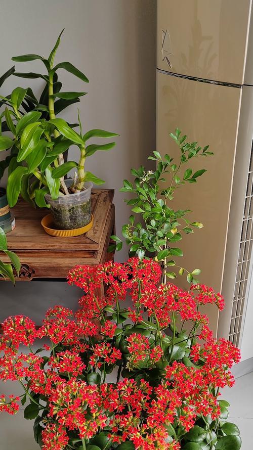 长寿花适合放在室内还是室外？（室内与室外放置场所比较，哪个更适合长寿花生长发展？）-第3张图片-绿意生活