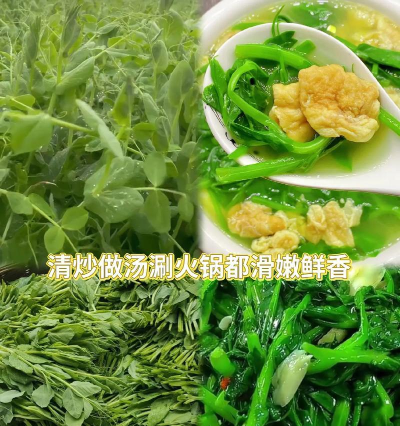 以碗豆尖怎么发——一种美味佳肴的制作与享用方法（探秘碗豆尖的食用魅力及独特口感）-第1张图片-绿意生活