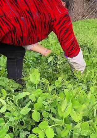 以碗豆尖怎么发——一种美味佳肴的制作与享用方法（探秘碗豆尖的食用魅力及独特口感）-第2张图片-绿意生活