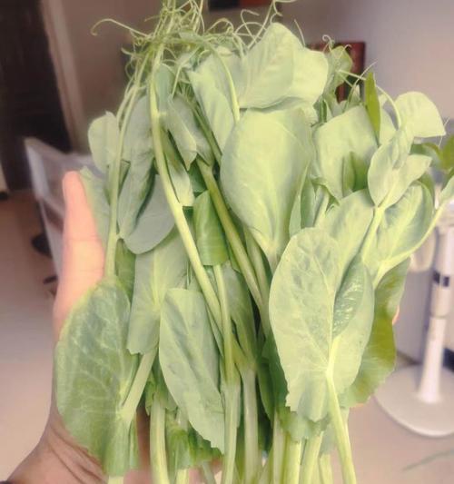 以碗豆尖怎么发——一种美味佳肴的制作与享用方法（探秘碗豆尖的食用魅力及独特口感）-第3张图片-绿意生活