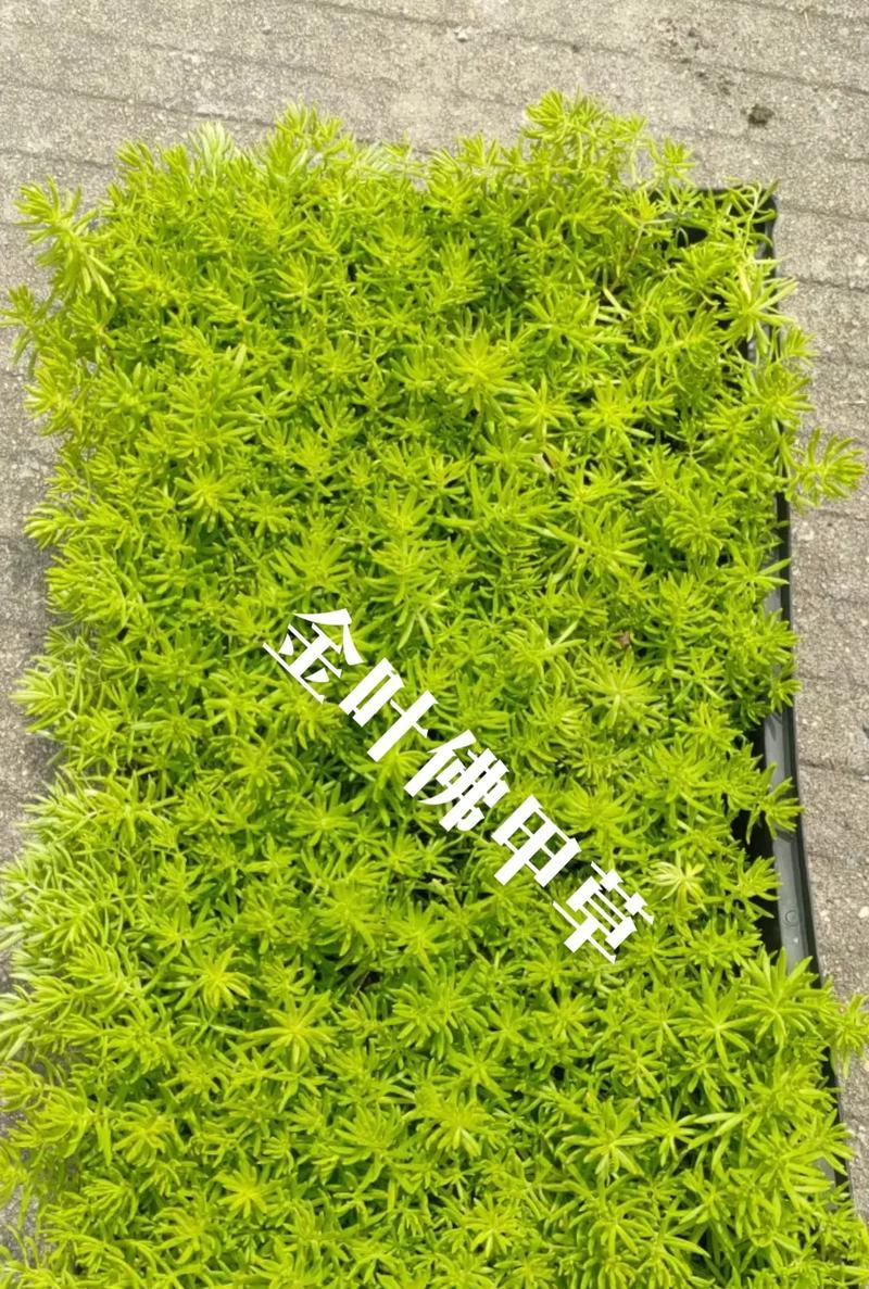佛甲草修剪指南（正确的修剪时间与方法，让佛甲草更加美丽健康）-第2张图片-绿意生活