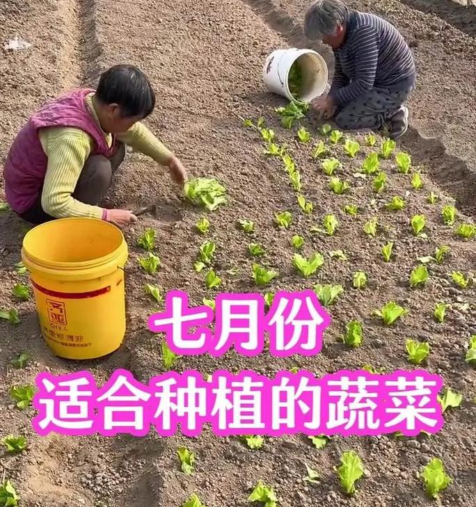 六月份最适合种植的蔬菜是什么？（打造丰收的蔬菜园，这些蔬菜必不可少！）-第3张图片-绿意生活
