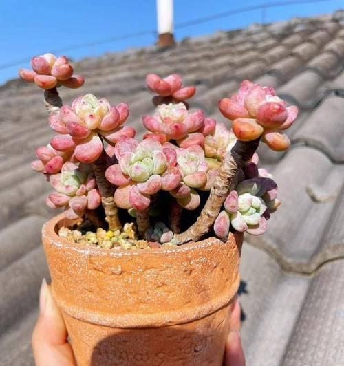 夏天怎样养桃蛋？（桃蛋的养殖技巧及注意事项）-第2张图片-绿意生活