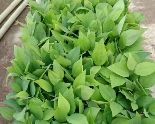 培植小苗成为健康的平安树（全面指南教您如何培养平安树苗）-第2张图片-绿意生活