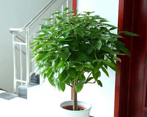 培植小苗成为健康的平安树（全面指南教您如何培养平安树苗）-第3张图片-绿意生活
