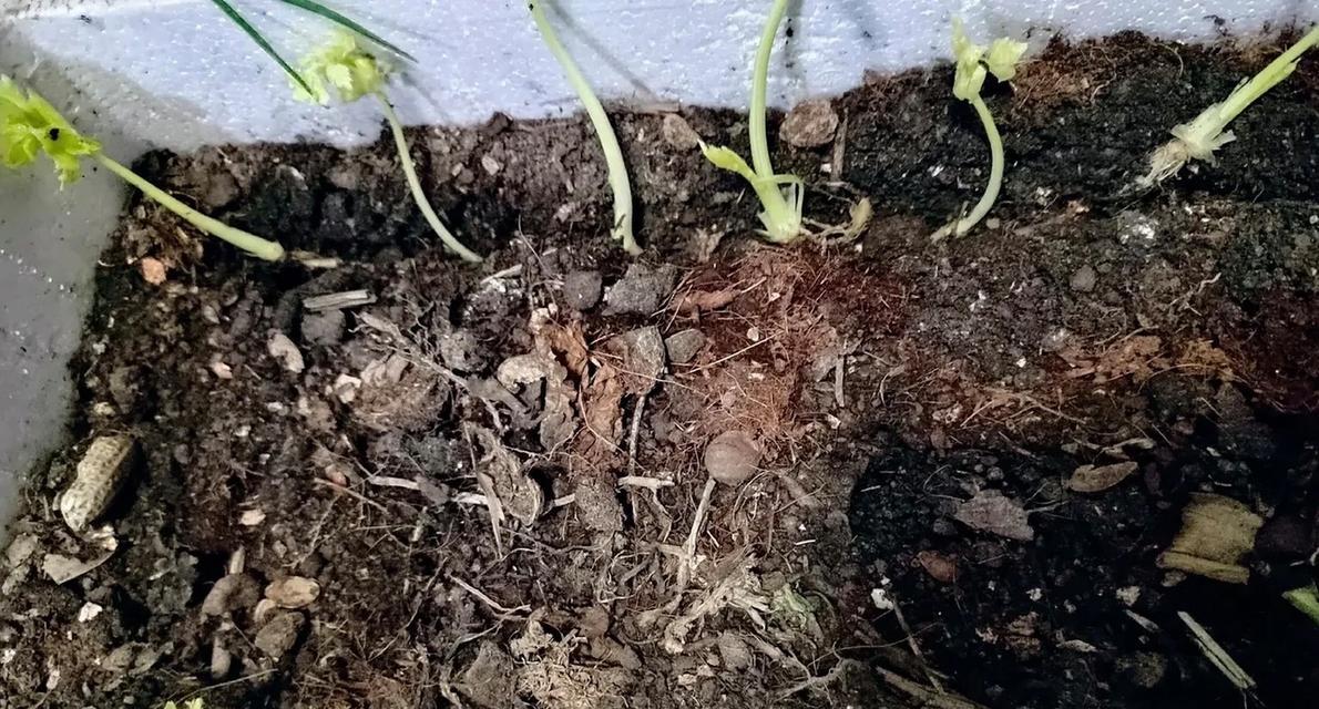 如何种植芹菜种子（从播种到收获的全程指南）-第3张图片-绿意生活