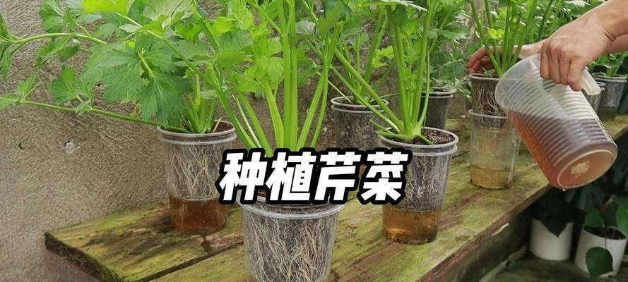 如何种植芹菜种子（从播种到收获的全程指南）-第2张图片-绿意生活