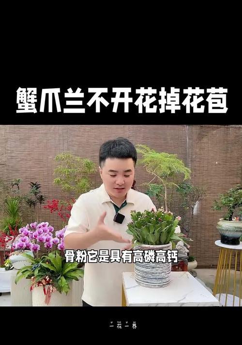 蟹爪兰花蕾掉了怎么让它开花（教你如何让蟹爪兰重新开花）-第2张图片-绿意生活