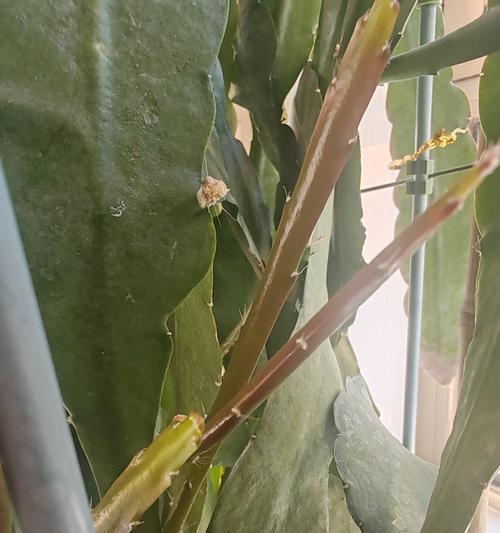 蟹爪兰花蕾掉了怎么让它开花（教你如何让蟹爪兰重新开花）-第3张图片-绿意生活