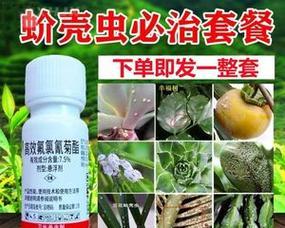 如何有效杀死花上的虫害（花园虫害防治指南）-第2张图片-绿意生活