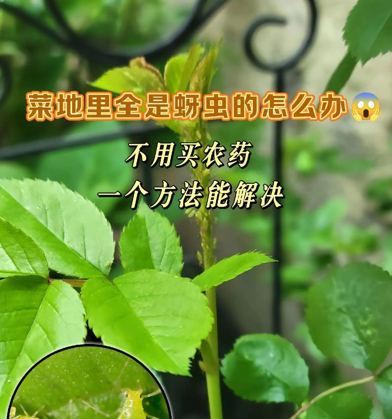 如何有效杀死花上的虫害（花园虫害防治指南）-第3张图片-绿意生活