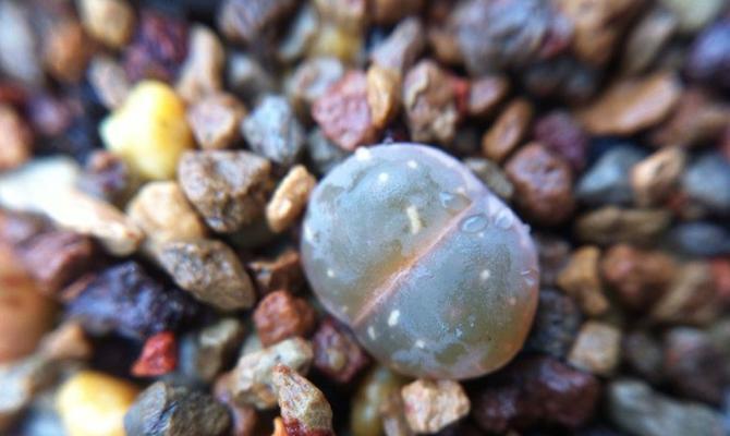 生石花花期如何浇水（掌握合适的浇水技巧，让生石花绽放绚丽之花）-第3张图片-绿意生活