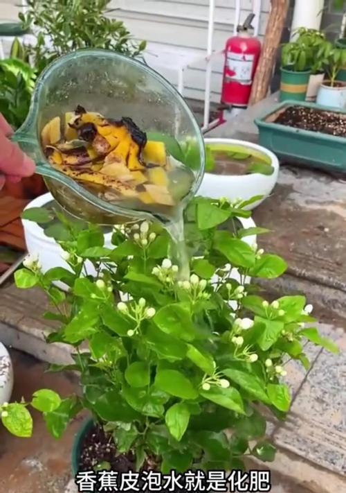 花草养护技巧（解决方法及注意事项，轻松应对过度浇水问题）-第1张图片-绿意生活