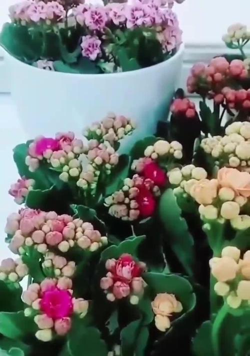 花草养护技巧（解决方法及注意事项，轻松应对过度浇水问题）-第2张图片-绿意生活