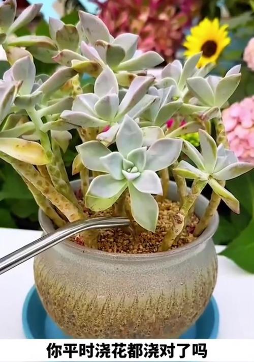 花草养护技巧（解决方法及注意事项，轻松应对过度浇水问题）-第3张图片-绿意生活