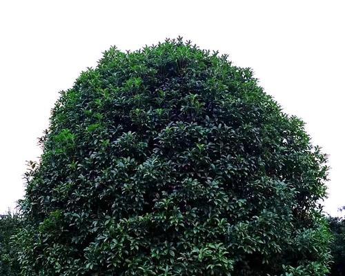 探秘桂花树的生长适宜地（从气候、土壤到环境，全面了解桂花树的生长环境）-第2张图片-绿意生活
