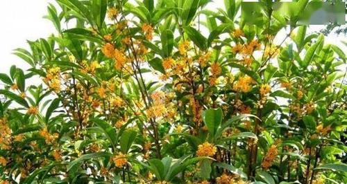 探秘桂花树的生长适宜地（从气候、土壤到环境，全面了解桂花树的生长环境）-第3张图片-绿意生活