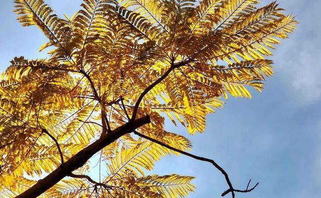 冬天如何保护凤凰木？（凤凰木冬季护理的关键步骤）-第3张图片-绿意生活