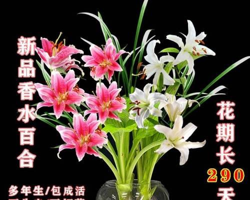 如何应对因香水百合而引来的虫子（防止虫子滋扰的实用方法）-第1张图片-绿意生活