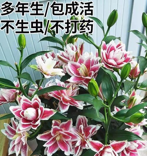 如何应对因香水百合而引来的虫子（防止虫子滋扰的实用方法）-第3张图片-绿意生活
