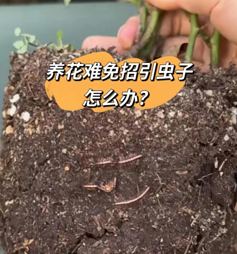如何应对因香水百合而引来的虫子（防止虫子滋扰的实用方法）-第2张图片-绿意生活
