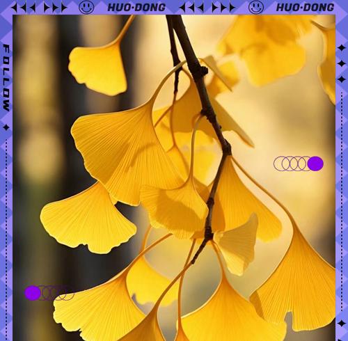 银杏叶的花语与寓意（探秘银杏叶的花语及其传承）-第2张图片-绿意生活